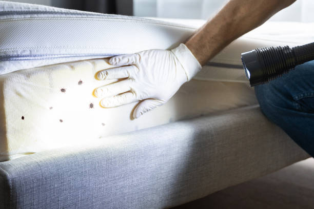 Best Pest Control Near Me  in Pion Hills, CA
