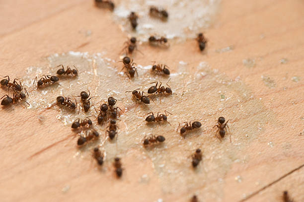 Best Residential Pest Control  in Pion Hills, CA